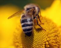 Ученые: массовое вымирание пчел к концу века спровоцирует страшный голод