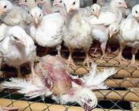    H5N1     -  