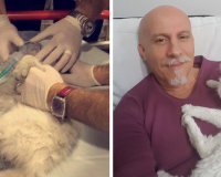 В Турции «человеческий» врач-реаниматолог спас кошку, сделав ей массаж сердца