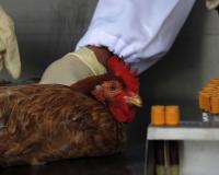       :    H5N6