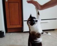     -,    