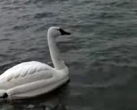   -,    