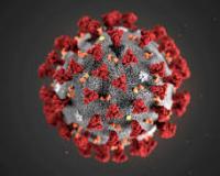 Ученым удалось найти полностью нейтрализующее коронавирус вещество