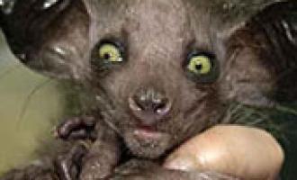 Экологи составили список из 10 самых ужасных животных мира