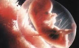 Власти: выброшенные эмбрионы – это отходы трех больниц