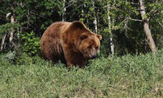 Сегодня мощный косолапый мишка порвал двоих мужчин в Красноярском крае