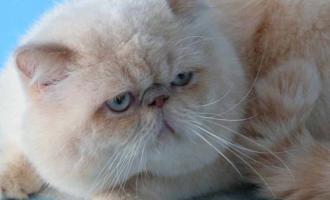 Персидский кот отправится в космос на экспериментальной ракете