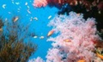 Микроорганизмы Японского моря обладают противоопухолевыми свойствами