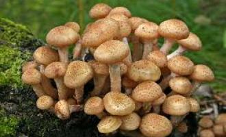 На Кубани участились случаи отравления грибами