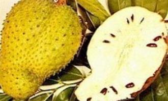 Активное употребление гуанабаны способно повлиять на раковые клетки организма