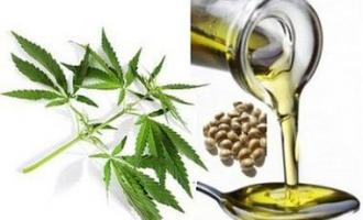 Конопляное масло активно используется в медицинских целях