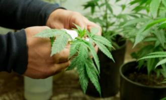 В Колорадо на продаже марихуаны казна легально заработала 2 млн. долларов