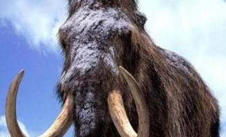 В Якутске исследуют тушу мамонта с жидкой кровью и сохранившимися мышцами