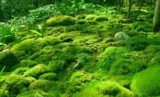 Ученые воскресили мох, которому 400 млн. лет