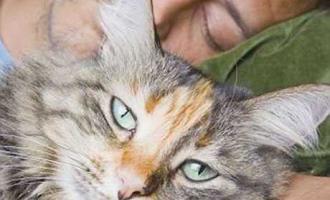 На основе исследований выяснилось, что кошек больше всего любят замкнутые и ленивые люди