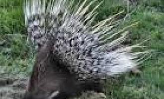 С помощью кесарева сечения американский грибник спас детеныша дикобраза