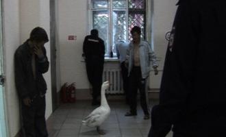 Пьяный водитель катал по Кемерово незнакомого бомжа и гуся