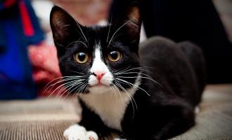 Ученые: кошки так и не стали домашними животными
