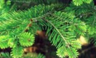 Главная рождественская ель уже доставлена в Белый дом