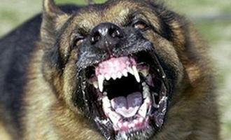В Чите стая бездомных собак искусала 10-летнего школьника