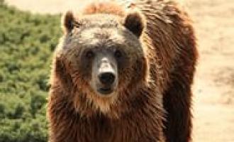 В зимний период для профилактики воспалительных и инфекционных заболеваний используют медвежий жир