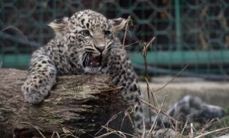 На Дальнем Востоке действующим остался всего один лесной пожар