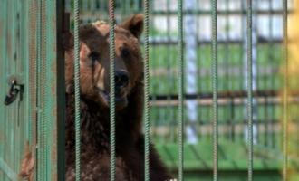 В Томске медведь укусил посетительницу кафе