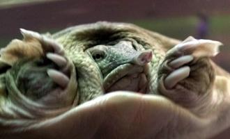 ������������ ������: ��������� �������� ���������� ������