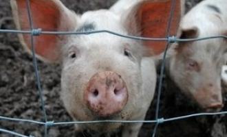 В Крыму разыскивают виновника распространения африканской чумы свиней
