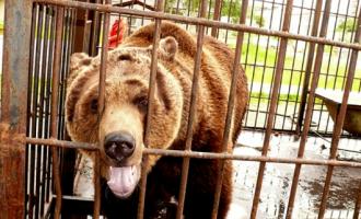 В Хабаровске вырвавшийся из клетки медведь покалечил женщину