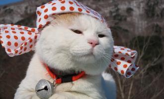 В Японии кошки и собаки живут лучше и дольше, чем их хозяева.