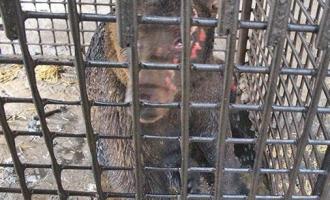 На Урале хозяин не пускает ветеринаров к обгорелому при пожаре медведю