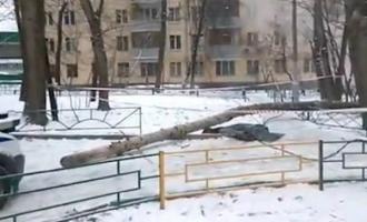 Молодую москвичку убило обледеневшее дерево