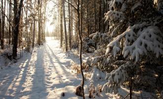 Северную Америку замело весенним снегом