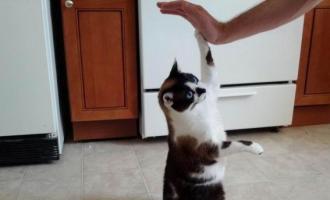 ������ ������ ���� ����������� ���-��������, � ������������������� ��������� ����