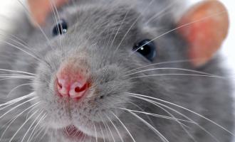 Французскую девушку изуродовали крысы ночью дома