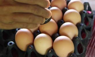 Золотая курица: Украина стала лидером по экспорту яиц и куриного мяса в ЕС