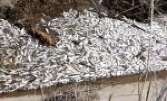 Природоохранная прокуратура Астрахани: зафиксировано массовую гибель рыбы