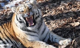 Инцидент в Приморской тайге: амурский тигр напал на человека