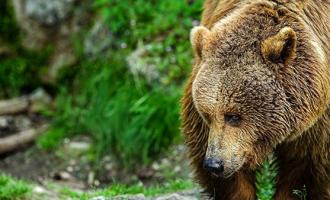 �������� � ����������: �������� �������, ��������� �� ������ 