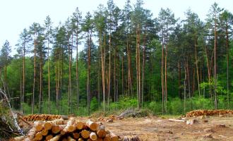 О том, что под Красноярском незаконно вырубили 1,5 тыс. куб. м. леса