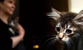 Сотрудники Эрмитажа о жизни музейных котов