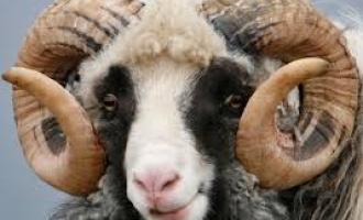 �� �������� Scottish National Texel Sale � ��������� ������� ������ �������� ������ � ���� 