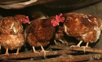 Специалисты о главных мерах профилактики нового птичьего гриппа H5N8