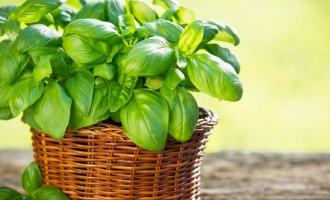 Ученые назвали продукт, защищающий от болезни Альцгеймера