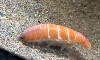 Это не суши: в океане нашли морского паразита, похожего на японское блюдо