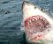 В Египте туристка стала жертвой нападения акулы
